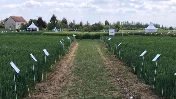 Le programme de désherbage « 4D » se nomme dorénavant « Terre de progrès ». Il comporte 4 règles, dont l’accompagnement des agriculteurs sur les enjeux de l’eau et de l’environnement. © SYNGENTA